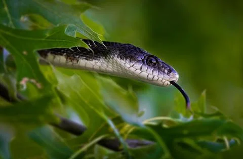 Black Snake Stock Photos