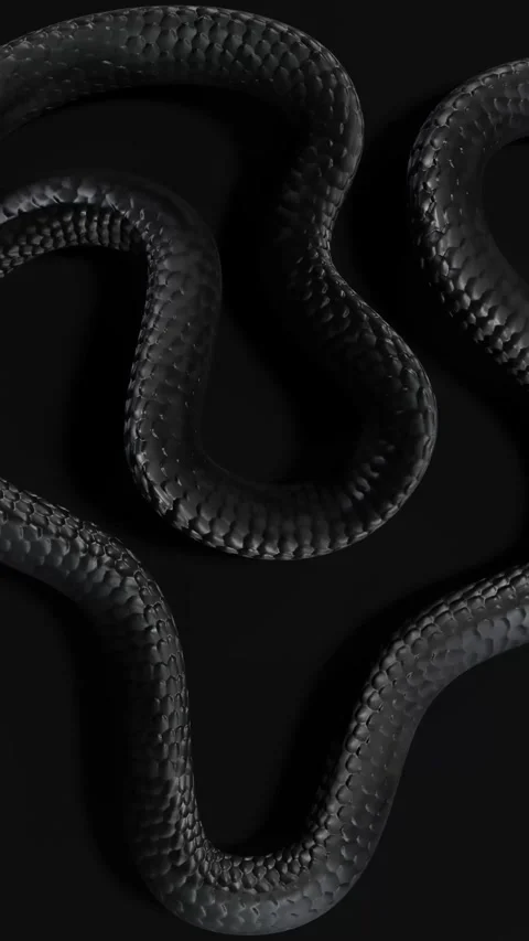 Black Snake Portrait 库存影片 336153922