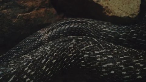 Reptile scales - pattern - extreme close, Stock Video