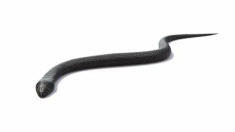 Black Snake with Shadow on White Background Loopable 3D animation Stock Footage 153466712