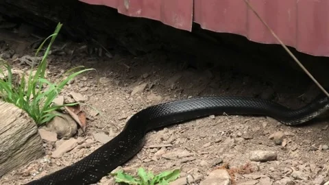 A Black Snake Slithers Through the Dirt Stock Footage 155443729