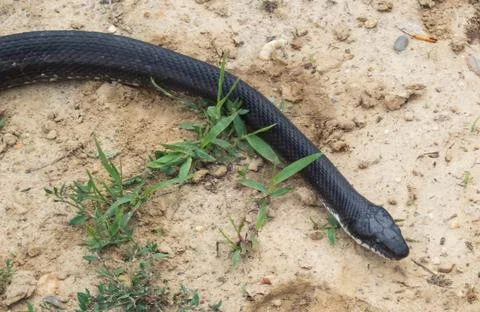 Black-snake-in-spring-29 Stock-Fotos