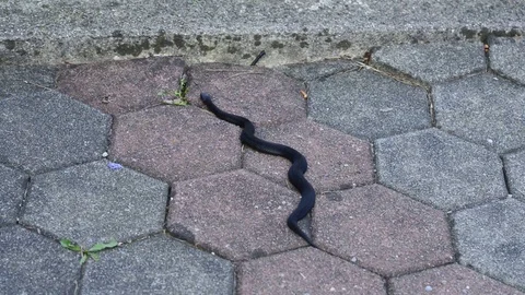 Black snake on stone Stock Footage 82354706
