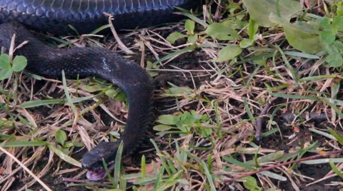 Black snake, Viper Stock Footage 53290228
