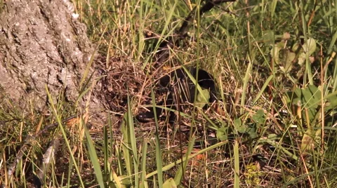 Black snake, Viper Stock Footage 53290395