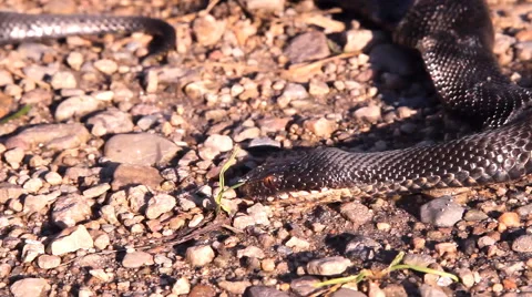 Black snake, Viper Stock Footage 53290579