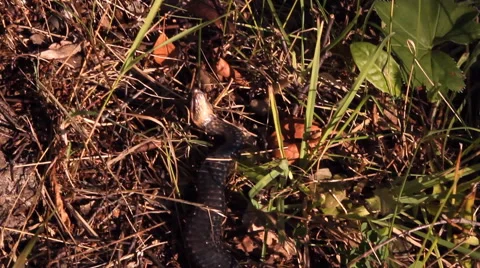 Black snake, Viper Stock Footage 53290658
