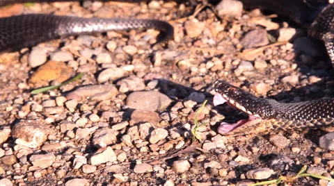 Black snake, Viper Stock Footage 53290668