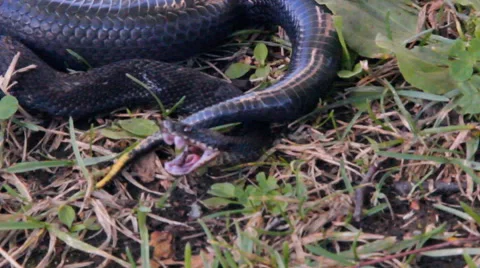 Black snake, Viper Stock Footage 53290882