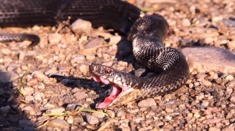 Black snake, Viper Stock Footage 53291097