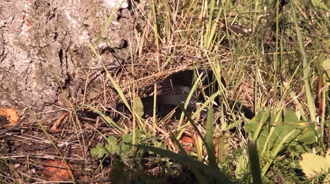 Black snake, Viper Stock Footage 53291102