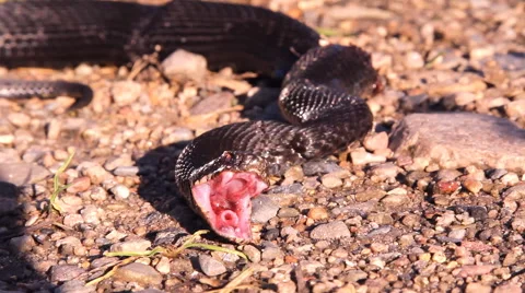 Black snake, Viper Stock Footage 53291115