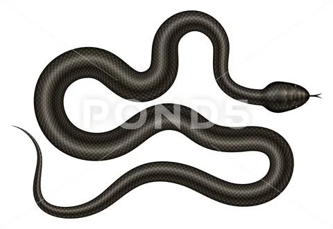 Black snake on white background realistic vector illustration: Royalty ...