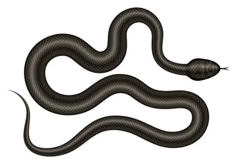 Black snake on white background realistic vector illustration 스톡 일러스트