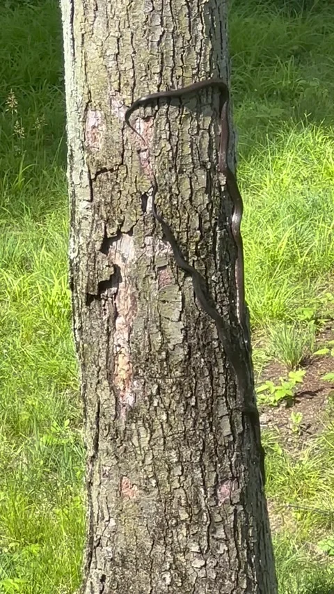 Black snakes on tree Stock Footage 276692244