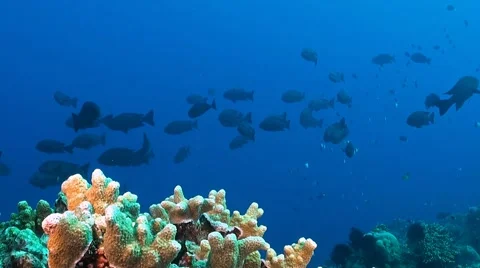 Black Snapper on a coral reef Stock Footage 51590038