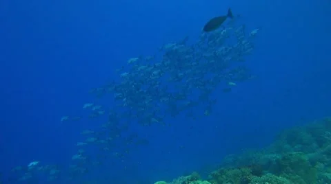 Black Snapper on a coral reef Stock Footage 51592226