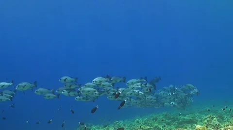 Black snapper on a coral reef Stock Footage 51594690