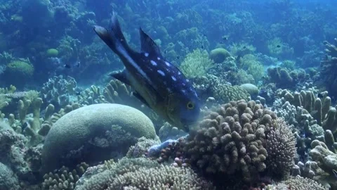 Black Snapper (Macolor Niger) Feeding on Eggs from Spawning Reef Video stock 334734633