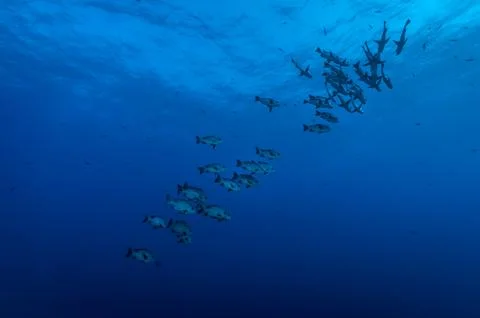 Black snapper shoal Foto stock