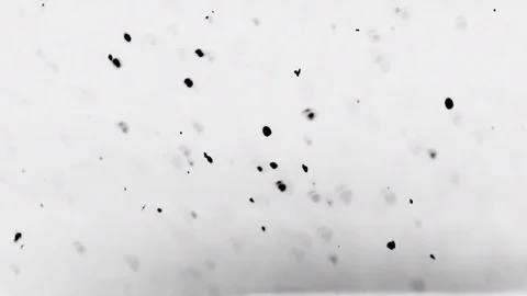 Black snow falling doen in super slowmotion Stock Footage 84489552