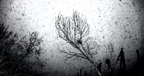 Black snow is falling from the sky, artistic approach, 4K slomo Stock Footage 169031235