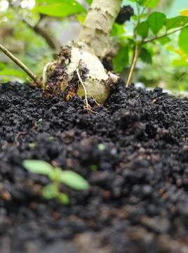 Black Soil 2 库存照片