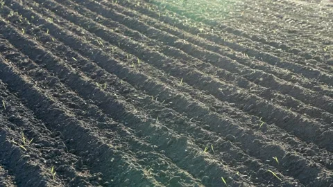 Black Soil And Young Seedlings Growing In Agricultural Furrows First Grain .. Stock-Footage 336943310
