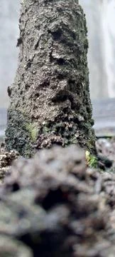 Black soil covered the tree trunks Stock Photos