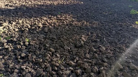 The black soil is dug up in the rays of the sun. Agriculture. Preparation of Stock Footage 336183294