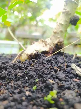 Black Soil Stock Photos