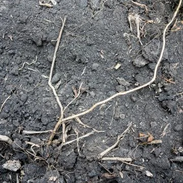 Black soil with tree root texture Stock Photos