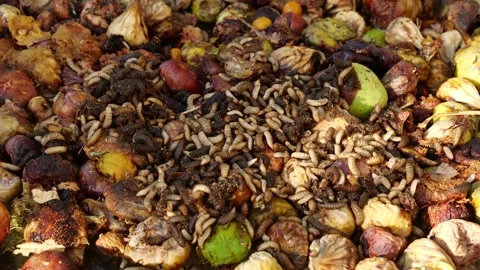 Black soldier fly decomposes various types of organic waste and converts them Stock Footage 251845452