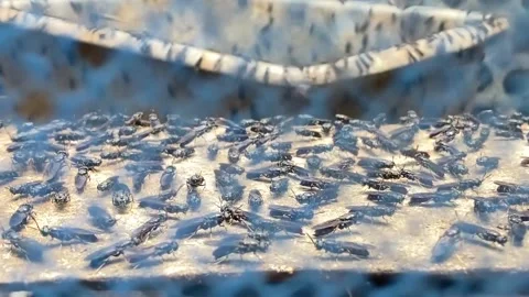 Black soldier fly Stock Footage 296092081