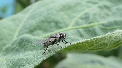Black Soldier fly on green leaf in backyard. Video stock 290710036