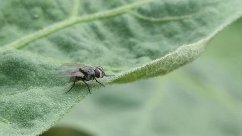 Black Soldier fly on green leaf in backyard. Stock Footage 290763655