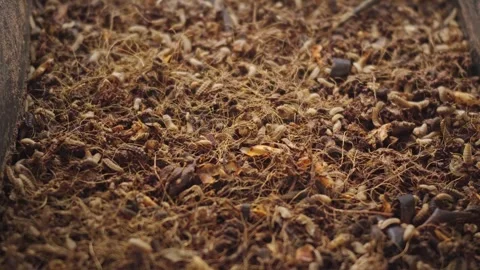 Black soldier fly larvae (BSFL), Hermetia illucens, actively feeding and wr.. Stock-Footage 342590591