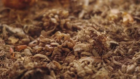Black soldier fly larvae (BSFL), Hermetia illucens, actively feeding and wr.. Stock-Footage 342590607