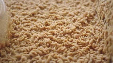 Black soldier fly larvae (BSFL), Hermetia illucens, being raised to consume.. Stock-Footage 342590617