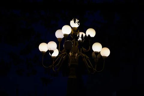 Black soldier fly larvae clustered on organic waste under dim lighting for Stock Photos