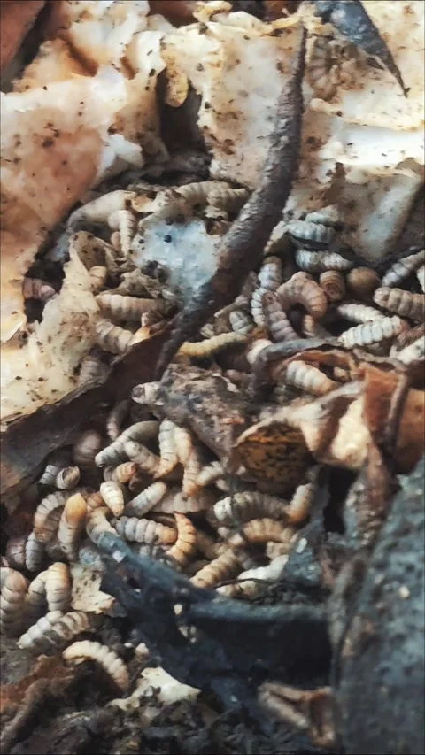 Black soldier fly larvae Stock Footage 277379676