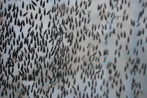 Black soldier fly larvae mass rearing in commercial insect farming facility f Stock Photos