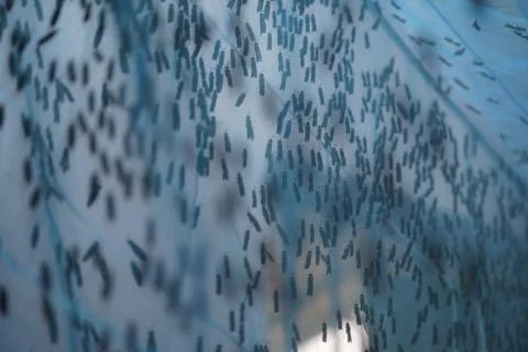 Black soldier fly larvae thriving in vertical farming trays for sustainable p Stock Photos