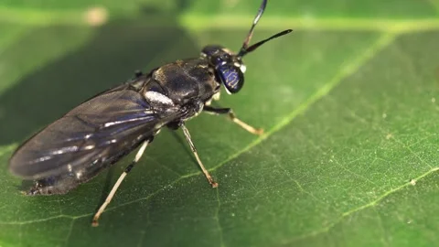 A black soldier fly on a leaf Stock Footage 294727828