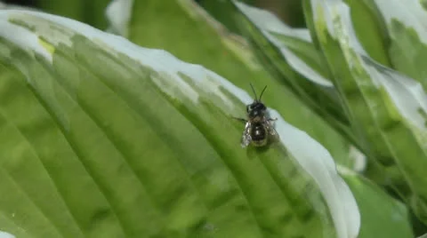 Black Solitary Bee on Hosta Leaf Stock Footage 23494366