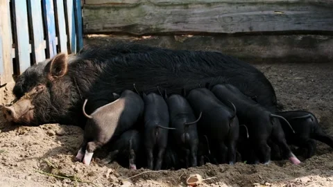 Black sow lying on dirt nursing a group of piglets Video stock 344642069