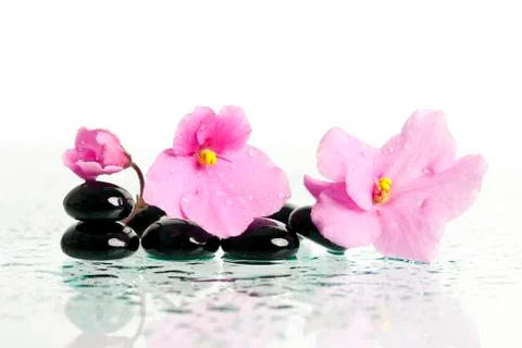 Black spa stones and pink flower on white background Stock Photos