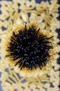 Black spaghetti. The background for the kitchen. Stock Photos
