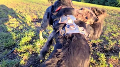 A black spaniel play fighting with his friends, a border collie mix Stock Footage 262357185