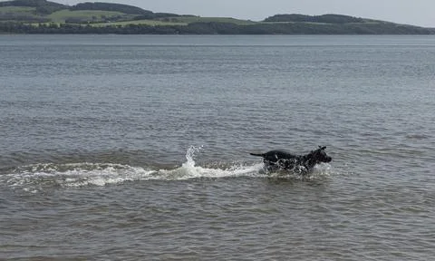 Black spaniel running in the surf Foto stock
